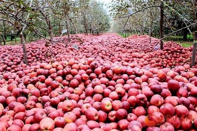 蘭州供銷系統(tǒng)首個(gè)農(nóng)產(chǎn)品展示中心正式運(yùn)營(yíng)，推動(dòng)‘甘味’市場(chǎng)新發(fā)展